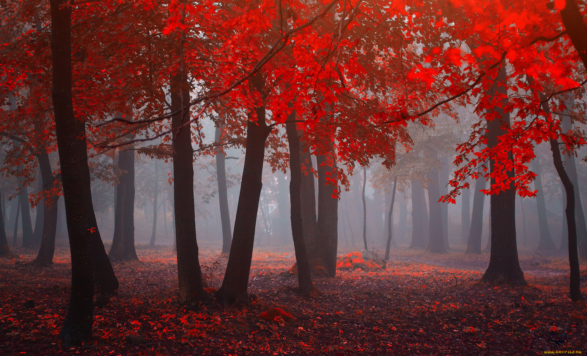 , , red, forest, , , fog, leaves, 